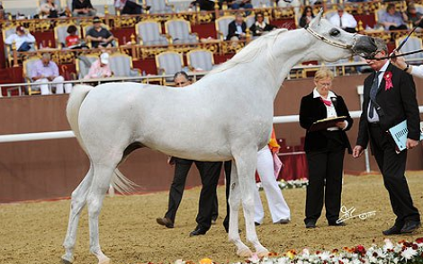 «مراسيا» تجدد تسيد «الخالدية» لمسابقات الجمال والسرعة على مستوى العالم