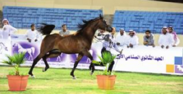 انطلاق بطولة الأحساء لجمال الخيل العربية.. الخميس