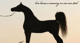 “خبر نفوق الفحل فلنتينو”