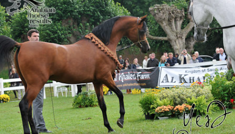 الصور و النتائج التفصيلية لبطولة كأس (الران) ٢٠١١ لجمال الخيل العربية بلجيكا ٢٣-٢٤ يوليو ٢٠١١