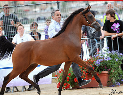 The 21st UKAHIS Towerlands 2010