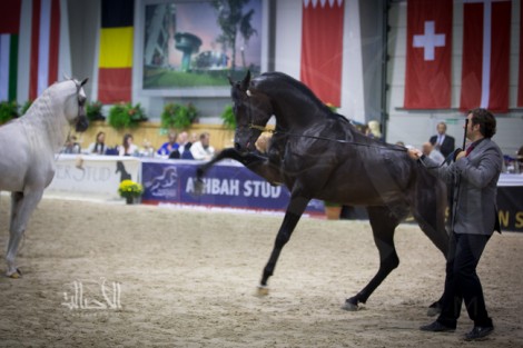 مقتطفات اليوم الأول من بطولة كأس كل الأمم لجمال الخيل العربية الأصيلة آخن ٢٠١٤