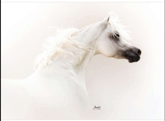 «بيت العرب» ينظّم المزاد السادس للخيول الأربعاء