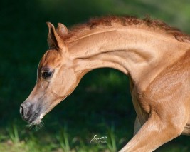 الحمل والولادة في الخيول .. متابعة وترقب – الجزء الرابع