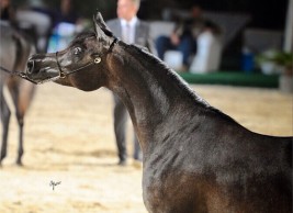 «البوادي» يسيطر على ألقاب المهرات و «المملكة» بالأفراس ببطولة رباب الدولية ٢٠١٤ للجمال بمصر – النتائج