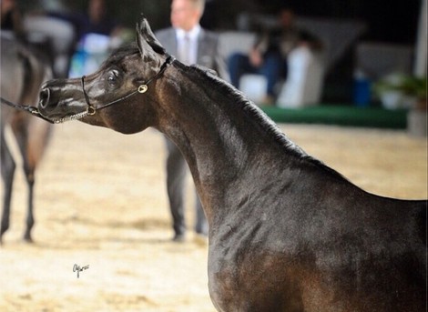 «البوادي» يسيطر على ألقاب المهرات و «المملكة» بالأفراس ببطولة رباب الدولية ٢٠١٤ للجمال بمصر – النتائج