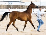 عروض لجمال الخيل العربية تبهر ضيوف مهرجان الشيخ زايد التراثي