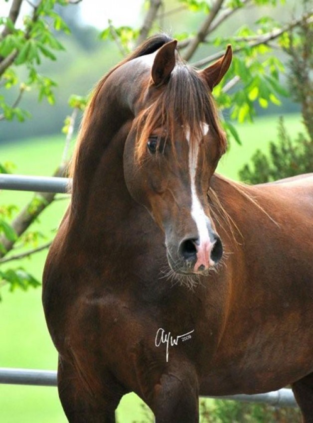 عجمان منسشيوني