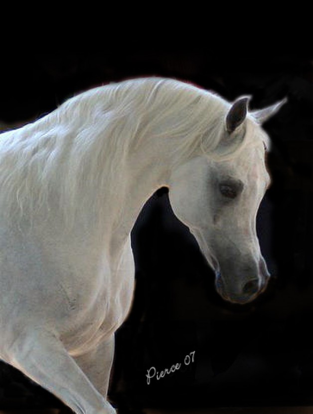 العديد الشقب