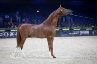 مقتطفات من اليوم الثاني من بطولة العالم باريس 2014 لجمال الخيل العربية الأصيلة