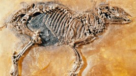 مستحاثة في الهند تكشف الأصل المشترك بين الخيول ووحيد القرن