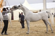 بطولة قطر الوطنية  السابعة عشرة لجمال الخيل العربية  تنطلق اليوم