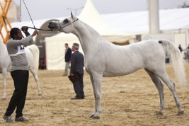 بطولة قطر الوطنية  السابعة عشرة لجمال الخيل العربية  تنطلق اليوم