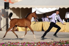 الصيد والفروسية» بالكويت يستعد للبطولة الدولية لجمال الخيل العربية»