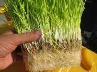 الشعير المستنبت .. فوائد غذائية واقتصادية