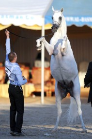 تنطلق غداً منافسات «الكويت» الدولية الرابعة لجمال الخيل العربية بـ ٥٦٥ جواداً