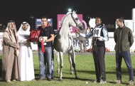 بطولة قطر الوطنية لجمال الخيل العربية تختتم اليوم بنادي الفروسية