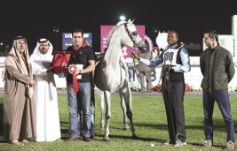 بطولة قطر الوطنية لجمال الخيل العربية تختتم اليوم بنادي الفروسية