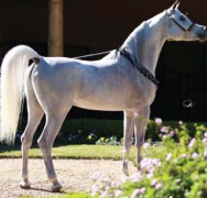 لهيب الناصر