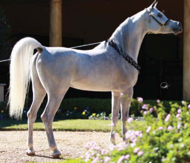 لهيب الناصر