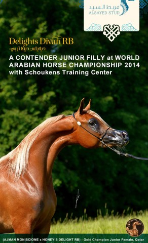 ديلايت ديفا