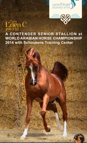 مربط السيد ايدن سي