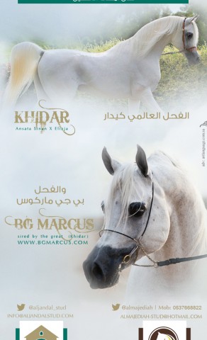 مربط الجندل يهنئ مربط الجنادرية على كيدار