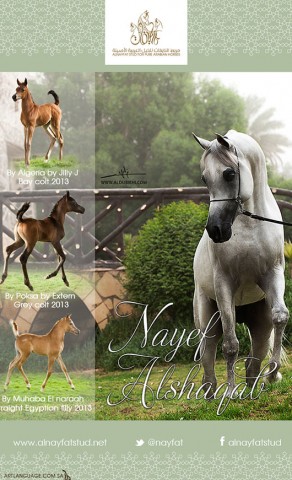 مربط النايفات