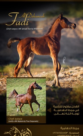 فادي الدهامية