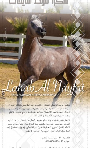 شكرا مربط النايفات