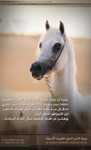 اعلان هيثم الناصر لمربط الندى