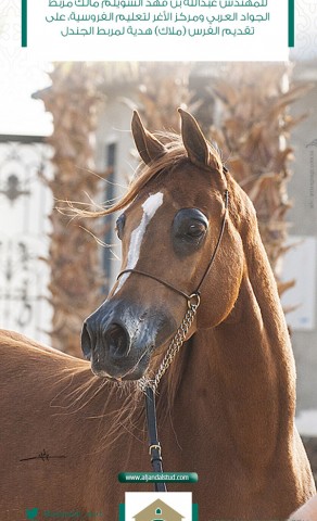 تهنئة الجندل لمربط الجواد العربي