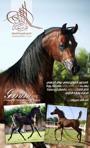 تهنئة نواف الجهني لمربط الطرف