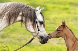 المؤتمر الدولي للخيول يطالب بـ « نقل الأجنة » لحماية الجواد العربي في العالم