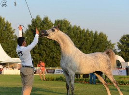 ٣١٣ رأس من الخيل تتنافس على بطولة منطقة مكة المكرمة (جدة) السادسة لجمال الجواد العربي