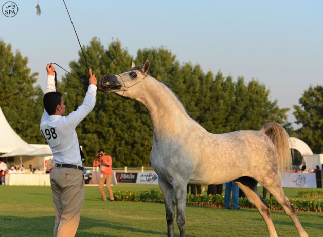 ٣١٣ رأس من الخيل تتنافس على بطولة منطقة مكة المكرمة (جدة) السادسة لجمال الجواد العربي