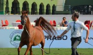 6th Mecca Arabian Horse Championship (Jeddah) Next October