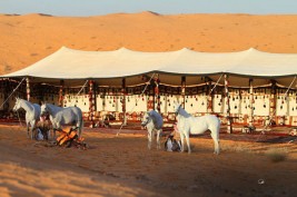 نبذة عن مزرعة خيل : مربط عذبه للخيل العربية الأصيلة .. تاريخ يتجدد