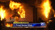 At least 10 Arabian horses die in barn fire in Delaware, in the United States