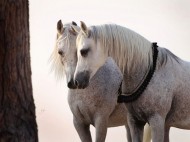 سلوكيات الخيل الشاذة وكيفية علاجها – الجزء الأول