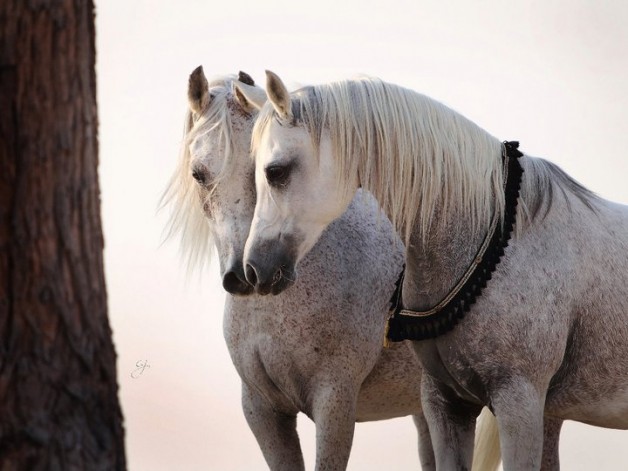 سلوكيات الخيل الشاذة وكيفية علاجها – الجزء الأول