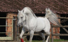 مكورات الشليل .. معشوقة محبي الخيل – الجزء الثاني