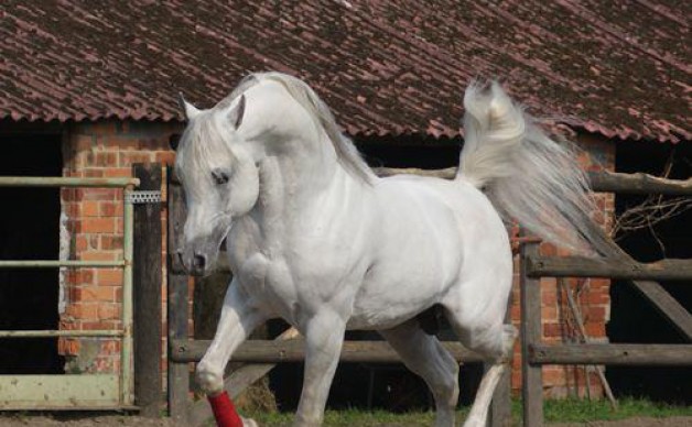 مكورات الشليل .. معشوقة محبي الخيل – الجزء الثاني