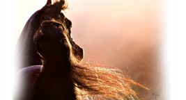 مكورات الشليل .. معشوقة محبي الخيل – الجزء الأول