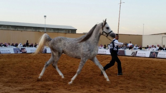 ١٫٥ مليون ريال مبيعات المزاد السادس لمشروع التحسين والمحافظة على الجواد العربي