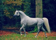 اليوم.. افتتاح معرض فوتوغرافي عن الخيول العربية بدار الأوبرا بمصر