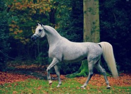 اليوم.. افتتاح معرض فوتوغرافي عن الخيول العربية بدار الأوبرا بمصر