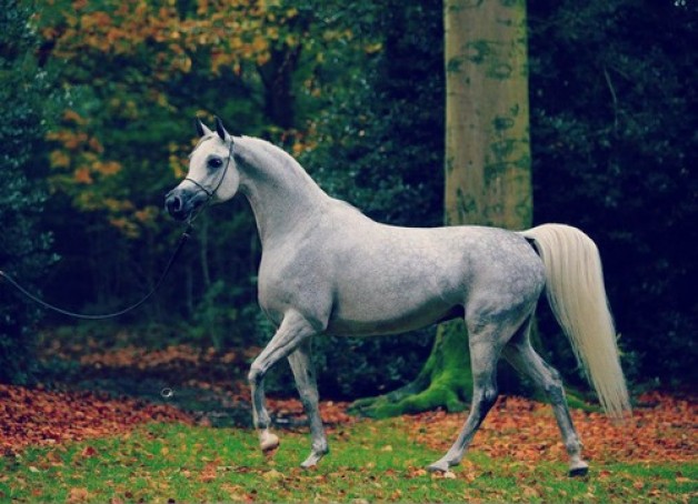 اليوم.. افتتاح معرض فوتوغرافي عن الخيول العربية بدار الأوبرا بمصر