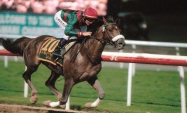 تأسيس «الوثبة للفحول» في الإمارات لتسويق وترويج تربية الخيول العربية