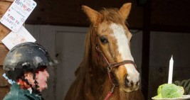 “اوركيد” .. أكبر فرس في العالم! تدخل النصف قرن